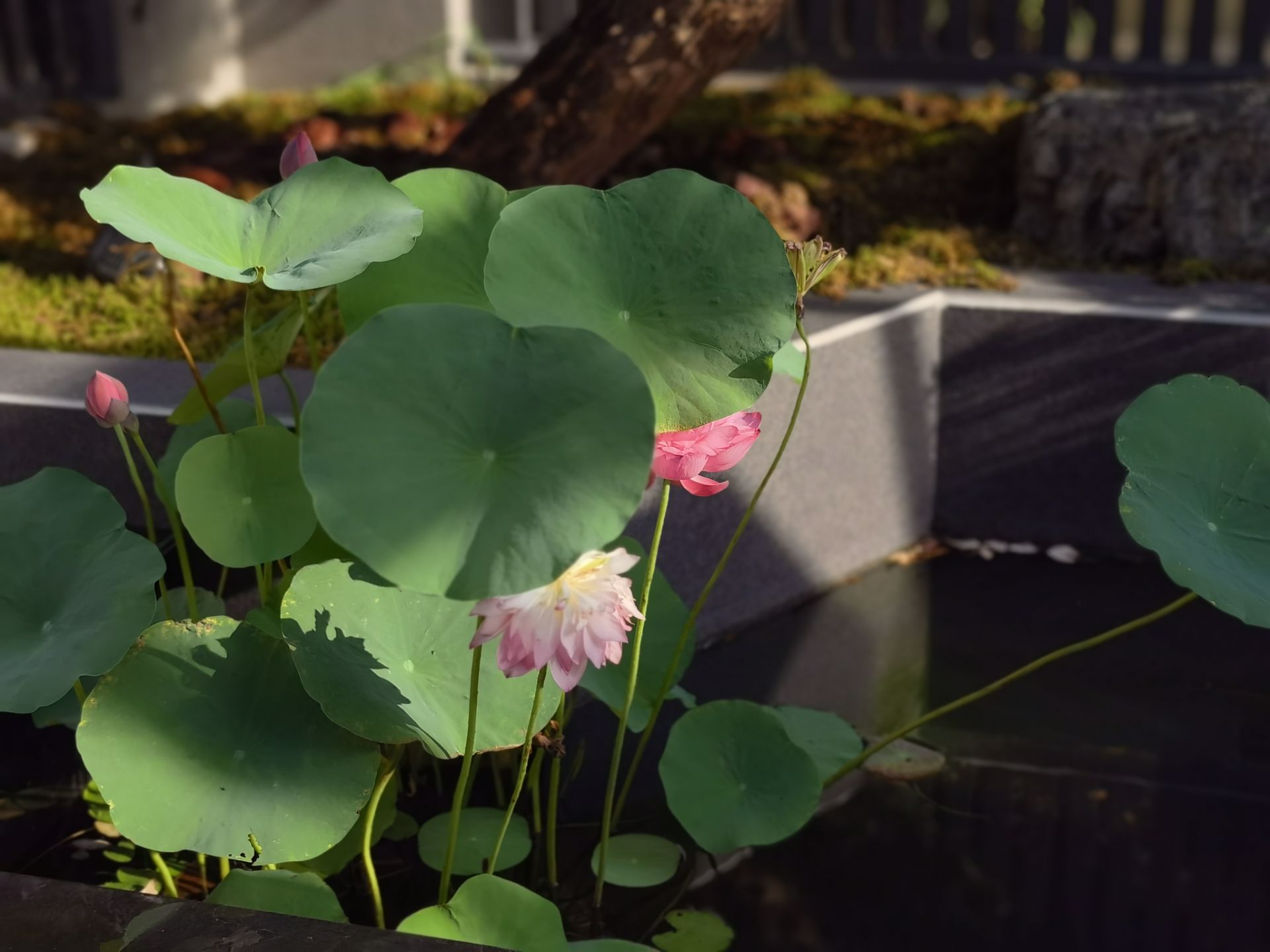 荷花水景细节