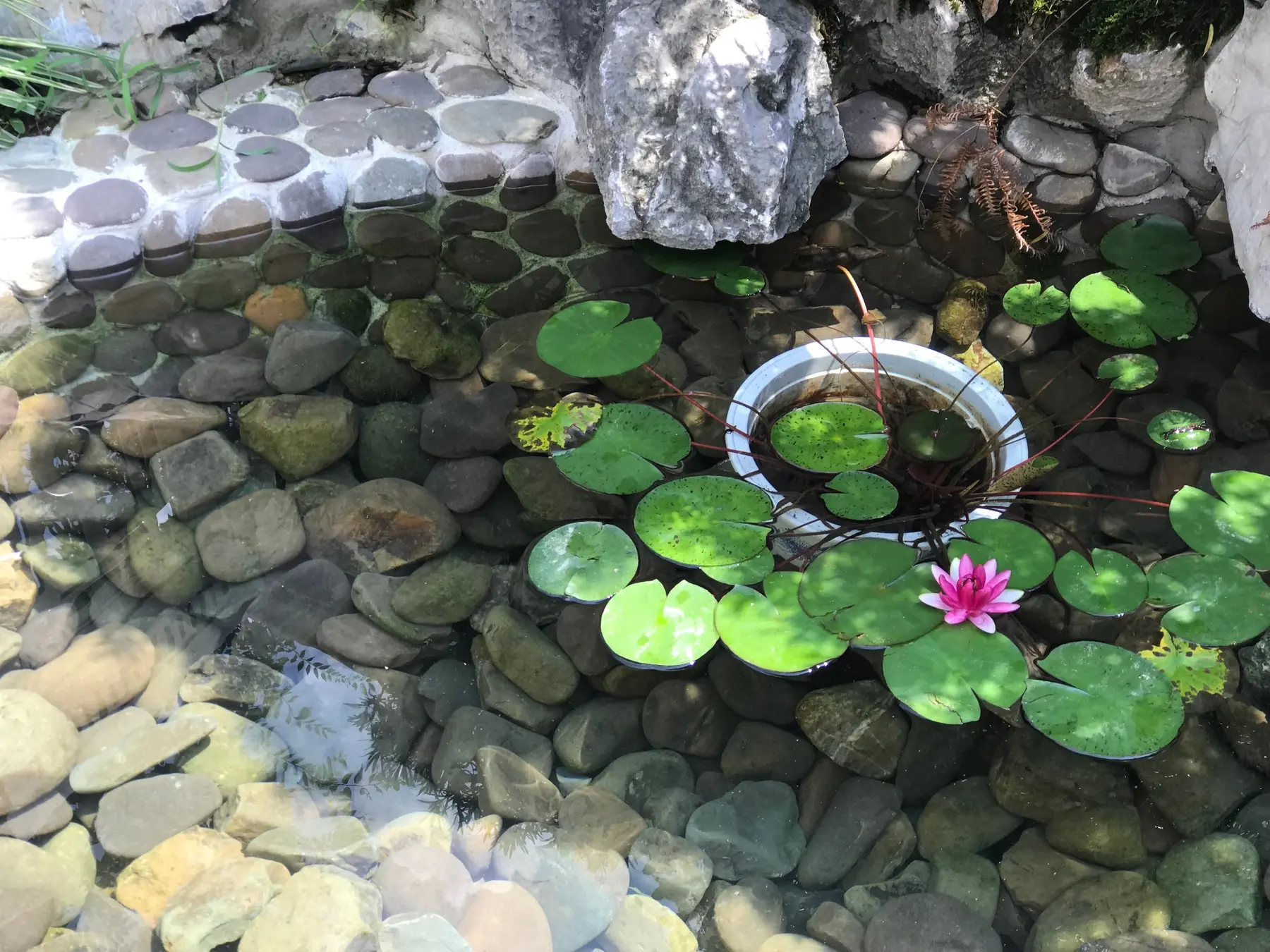 池中清趣