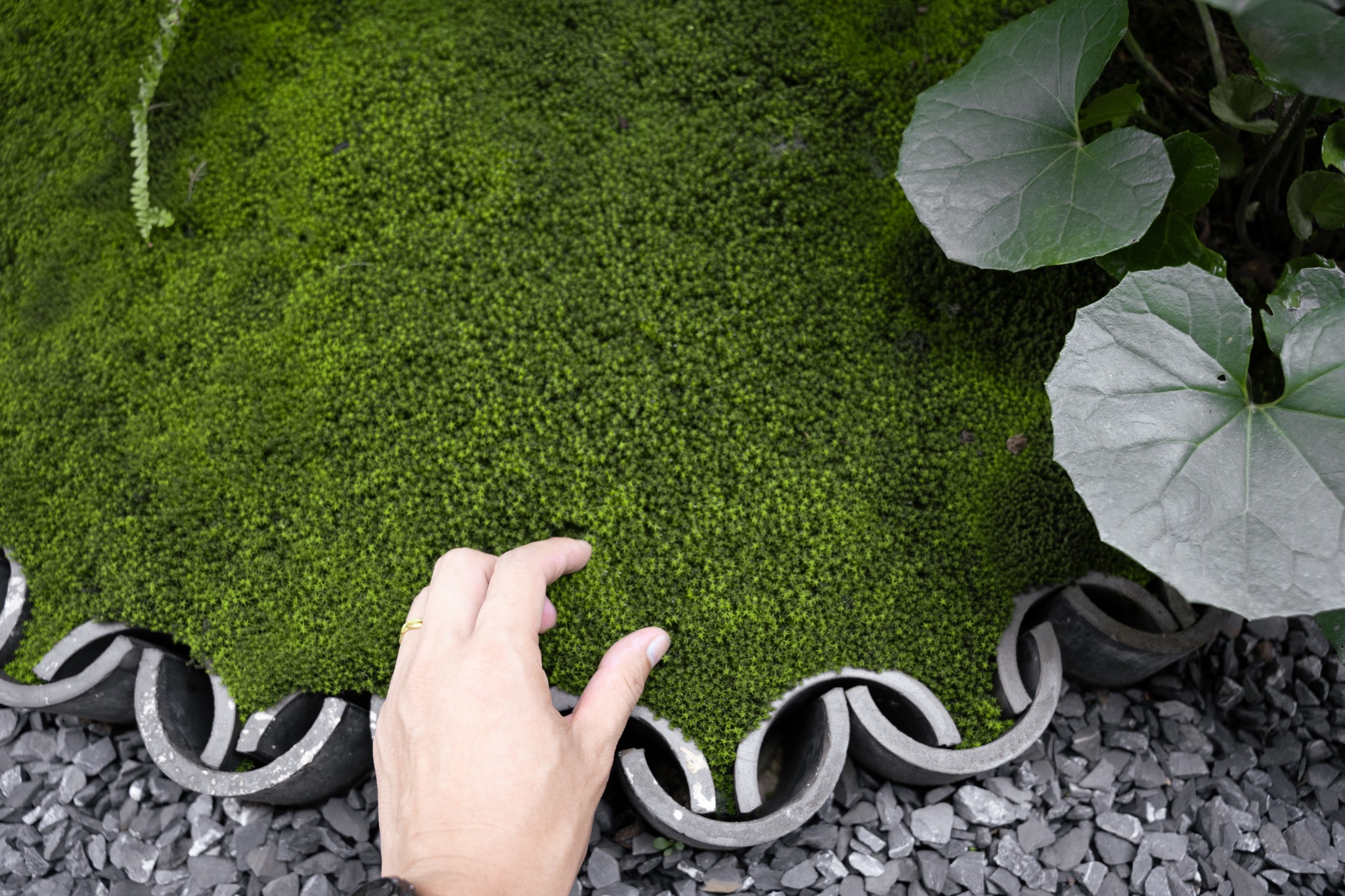 苔藓细部
