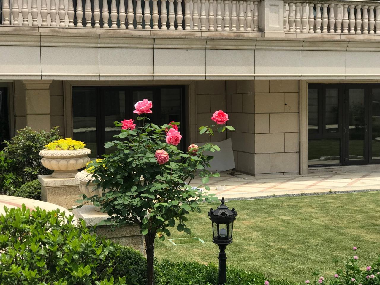 月季与欧式花园立面