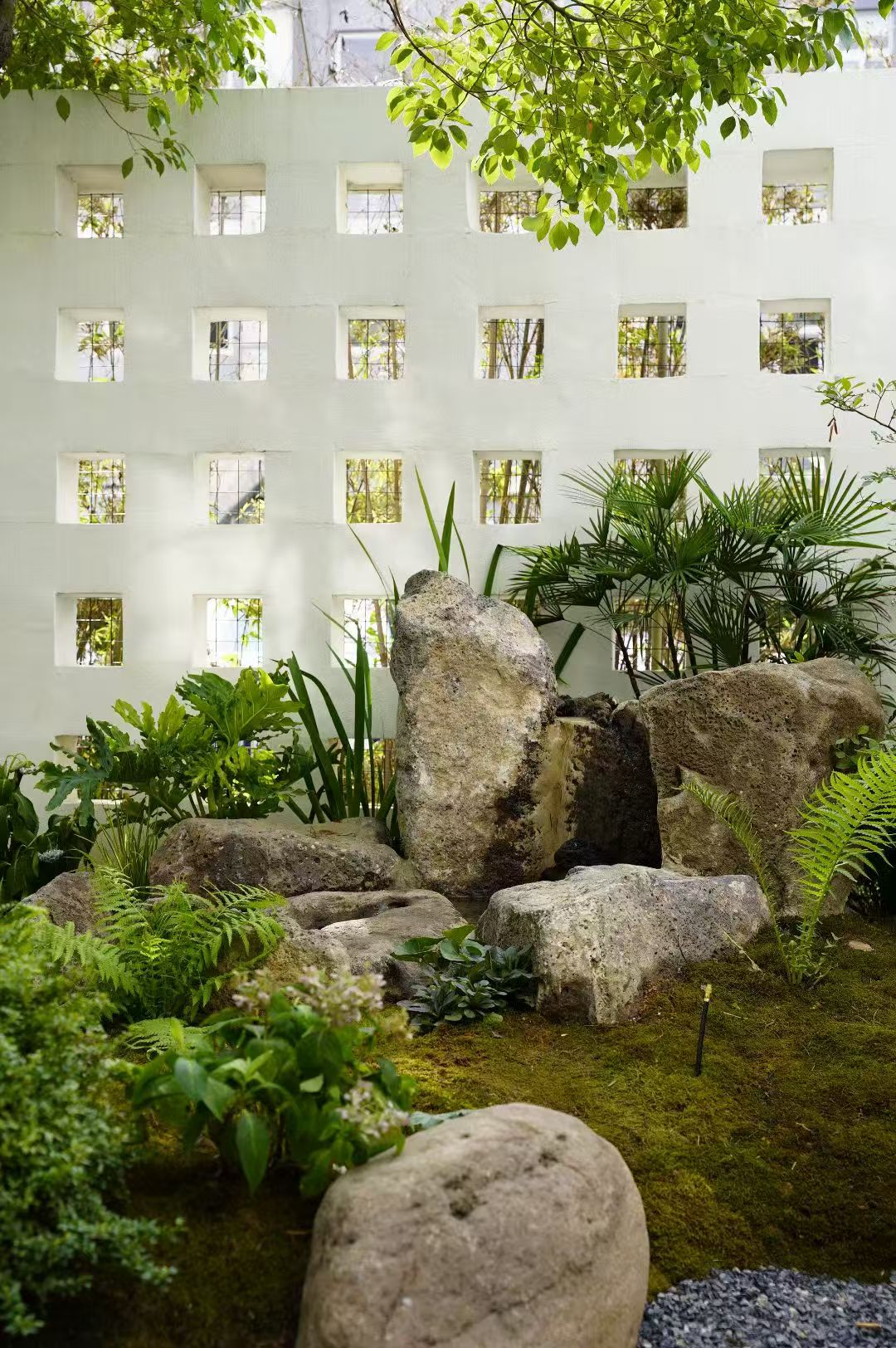 景石、苔藓和蕨类