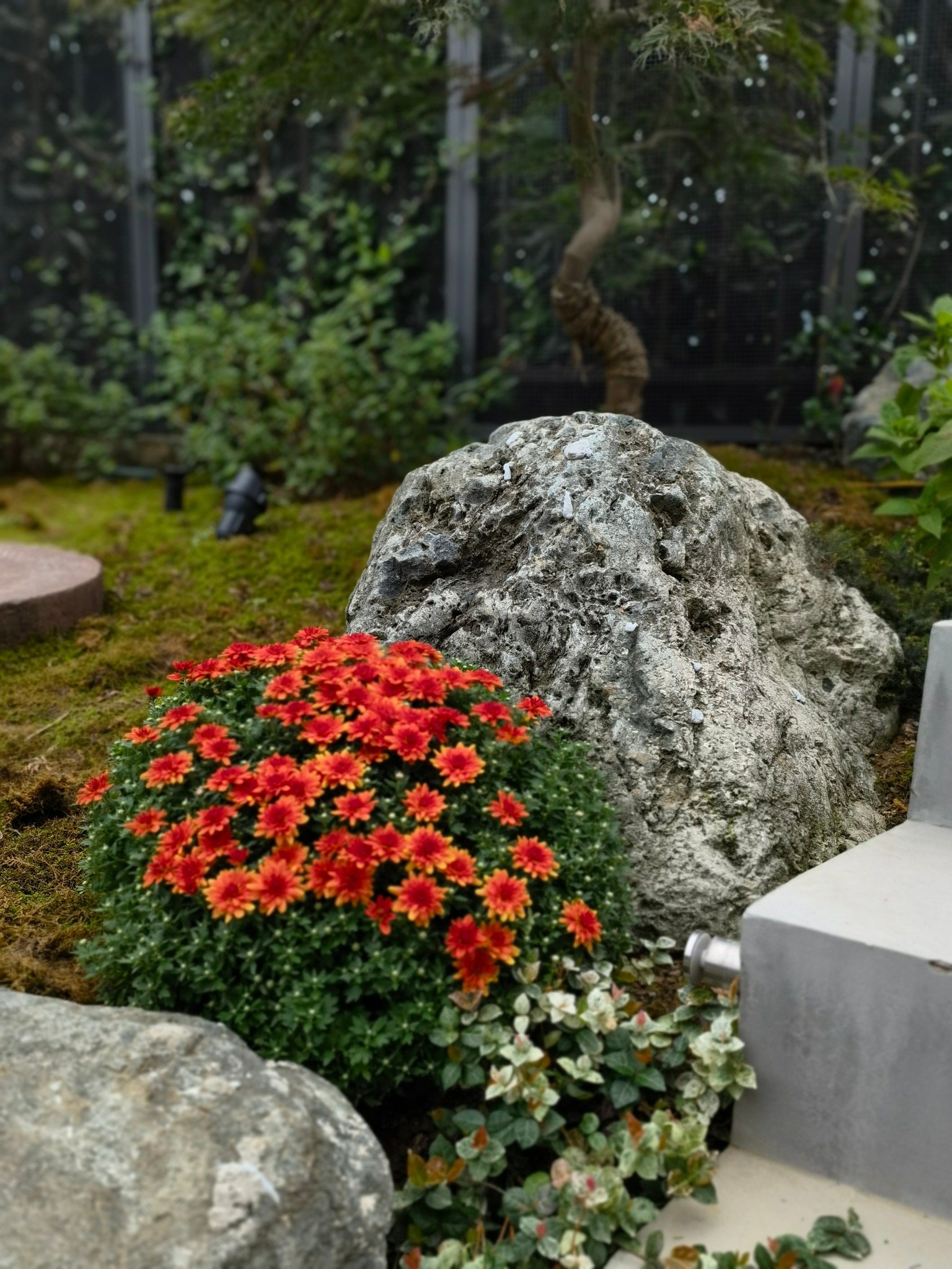 红色花团与天然景石